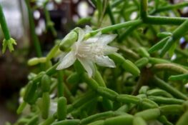 Rhipsalis cereuscula