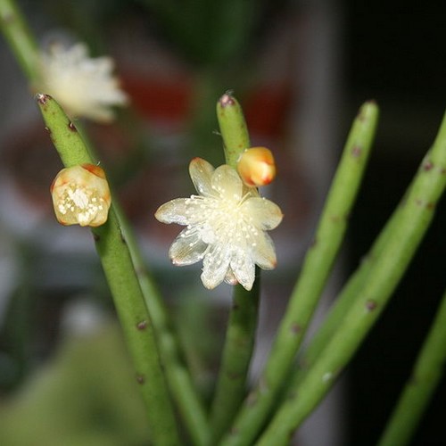 Rhipsalis floccosa