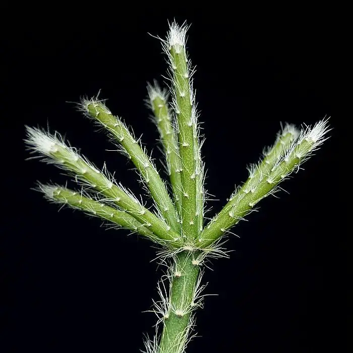 Rhipsalis