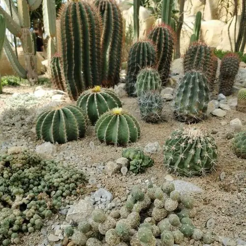 Rocaille cactus
