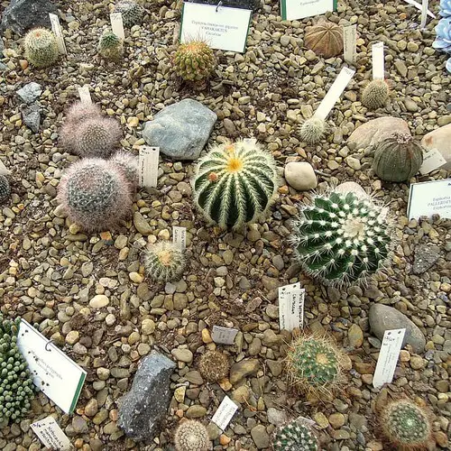 Rocaille cactus