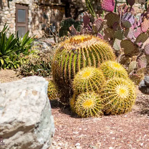 Rocaille cactus