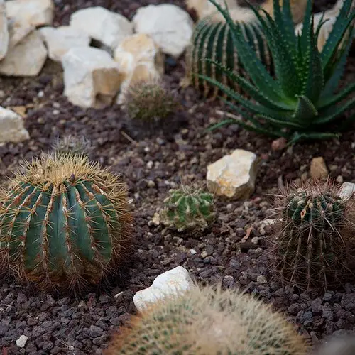 Rocaille cactus