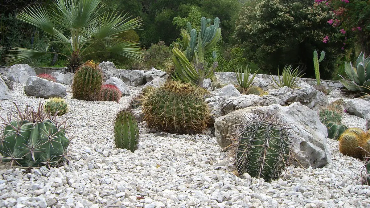 https://www.cactus-encyclo.com/wp-content/uploads/rocaille-cactus-exterieur.jpg
