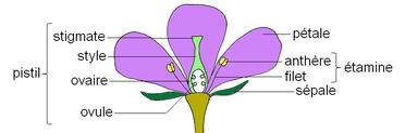 Corolle d'une fleur : définition simple et illustrée – Cactus Encyclo