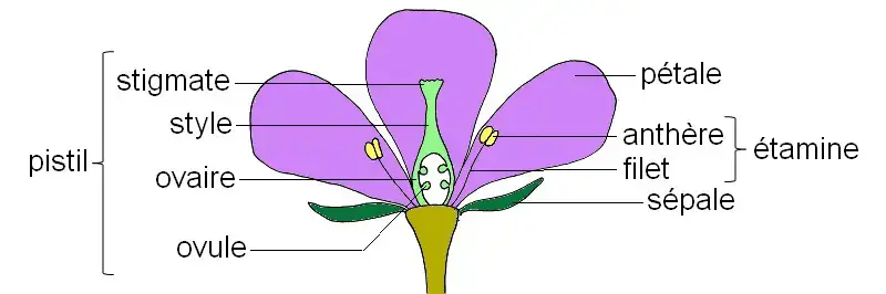 Schéma fleur