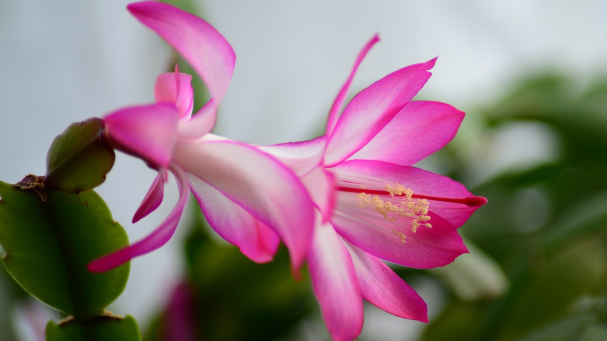 Schlumbergera