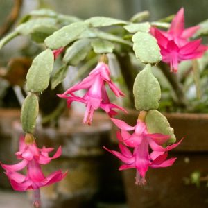 Schlumbergera (cactus de Noël)