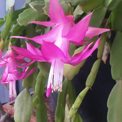 Schlumbergera x buckleyi