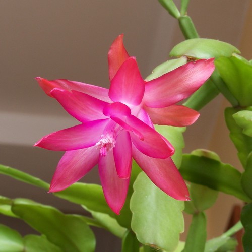 Fleur de Schlumbergera