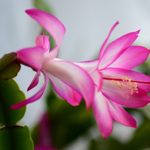 Schlumbergera