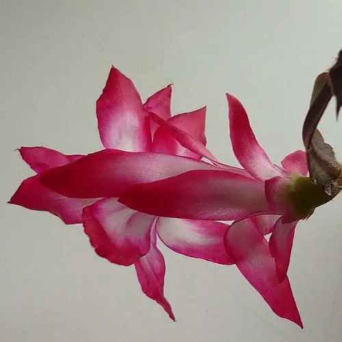 Schlumbergera kautskyi