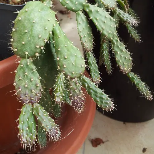 Schlumbergera opuntioides