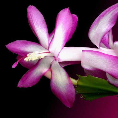 Schlumbergera orssichiana