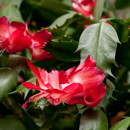 Schlumbergera truncata