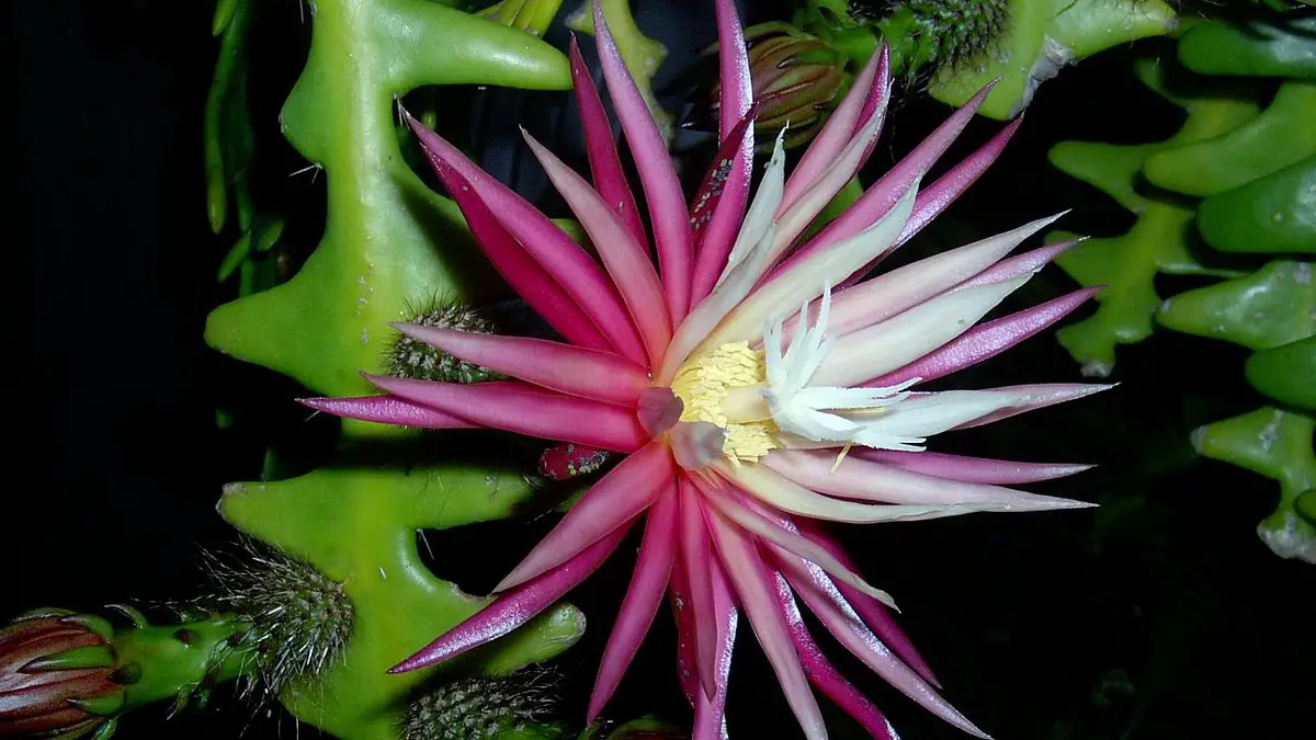 Selenicereus anthonyanus
