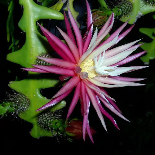 Selenicereus anthonyanus fleur