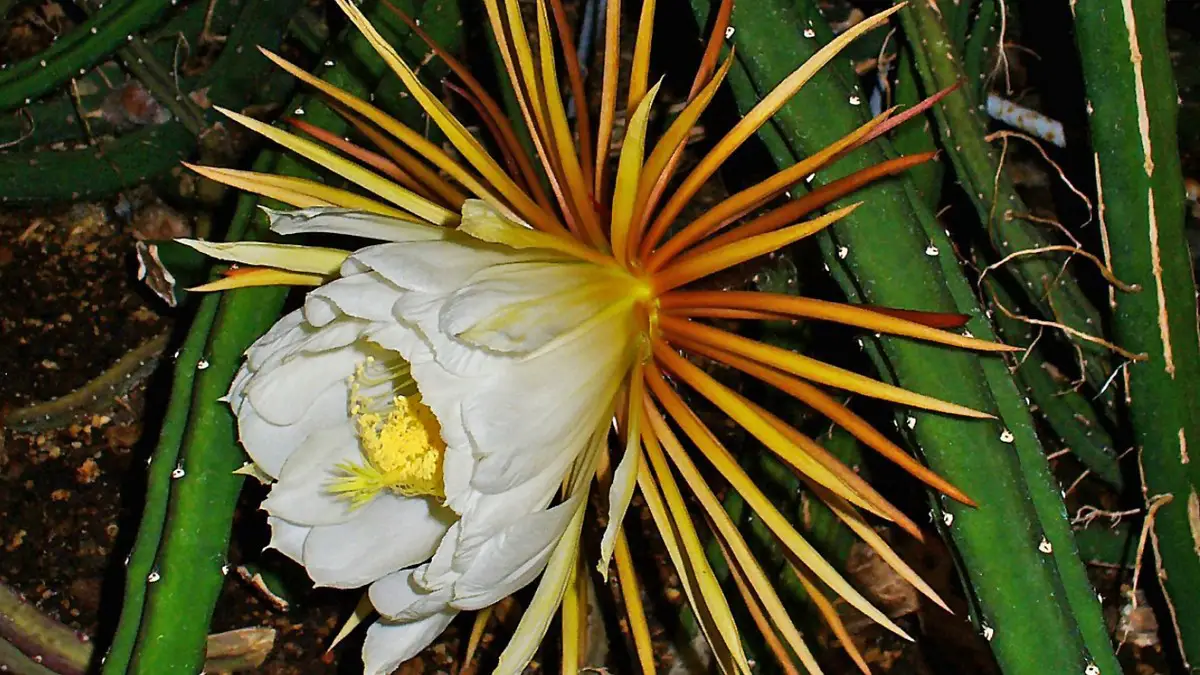 Selenicereus grandiflorus