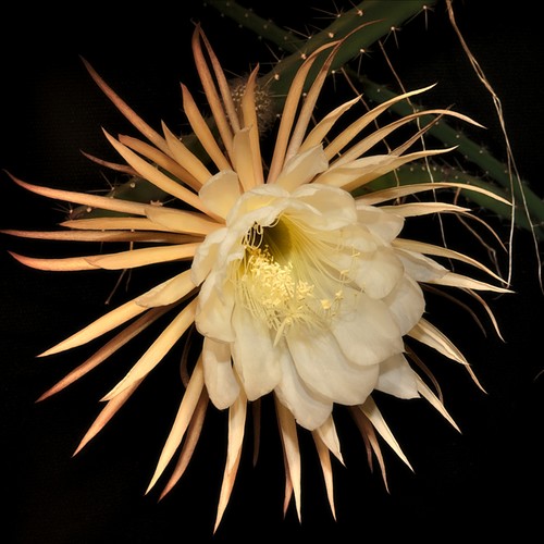 Selenicereus grandiflorus fleur