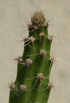 Selenicereus grandiflorus