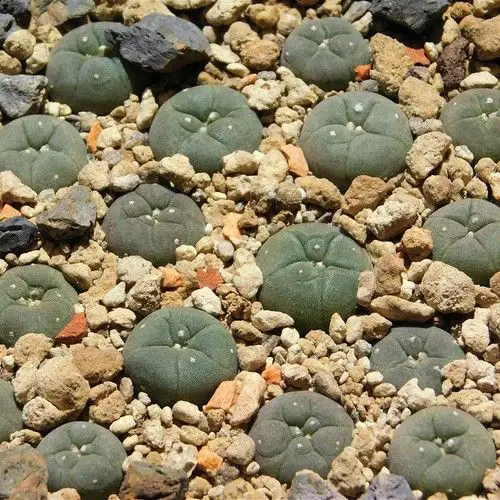 Semis cactus