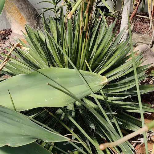 Agave filifera