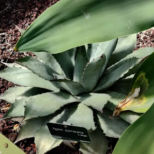 Agave parrasana