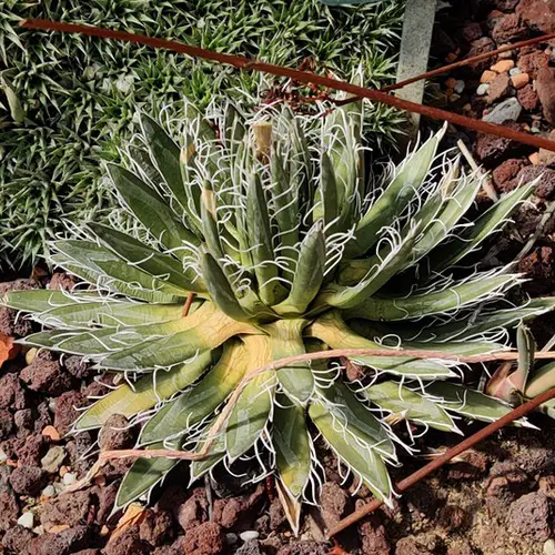 Agave toumeyana