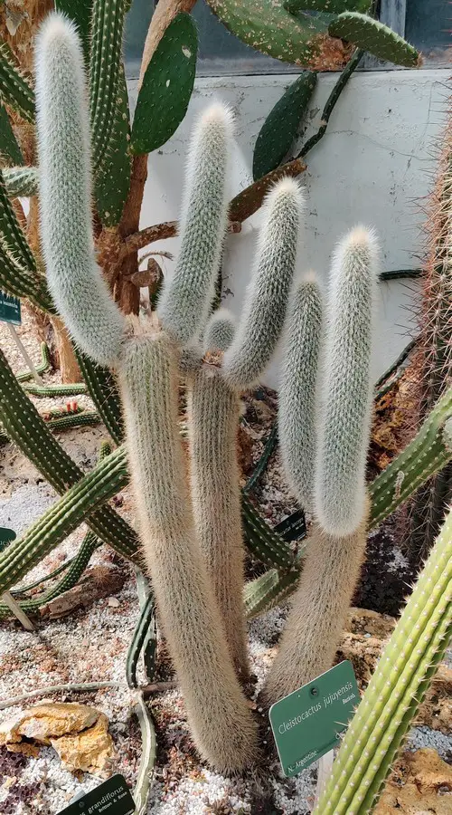 Cleistocactus jujuyensis