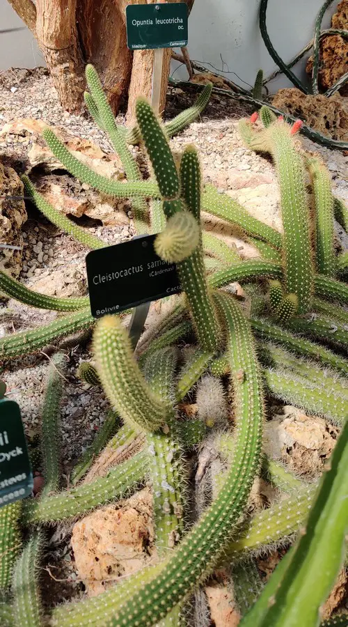 Cleistocactussamaipatanus