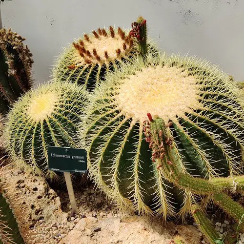 Echinocactus grusonii