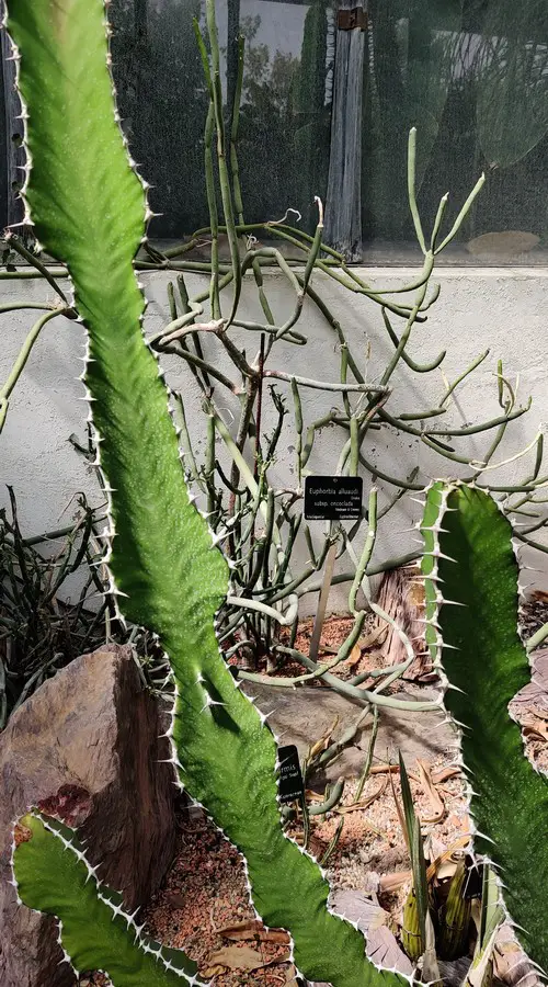 Euphorbia alluaudi