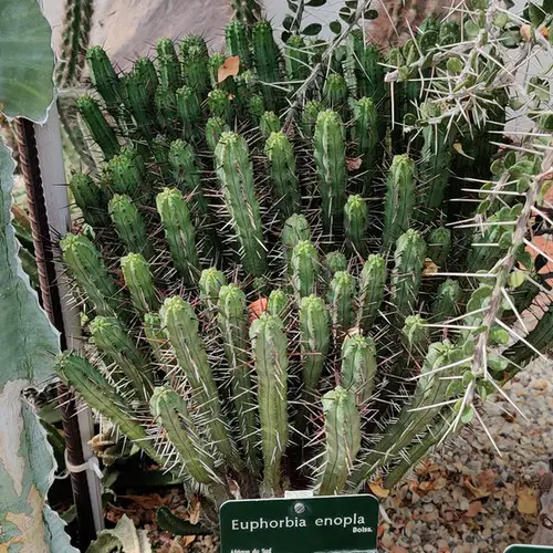 Euphorbia enopla