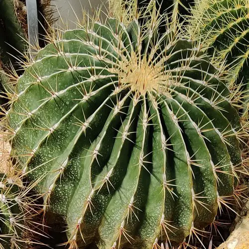 Ferocactus alamosanus