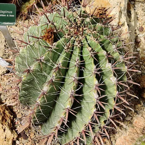 Ferocactus latispinus