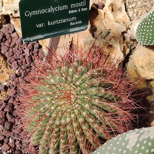 Gymnocalycium mostii