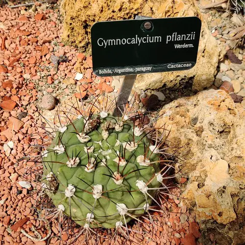 Gymnocalycium pflanzii