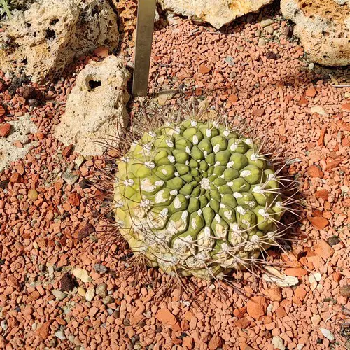 Gymnocalycium zegarrae