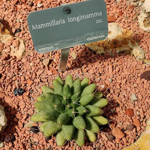 Mammillaria longimamma