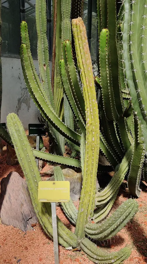 Myrtillocactus geometrizans