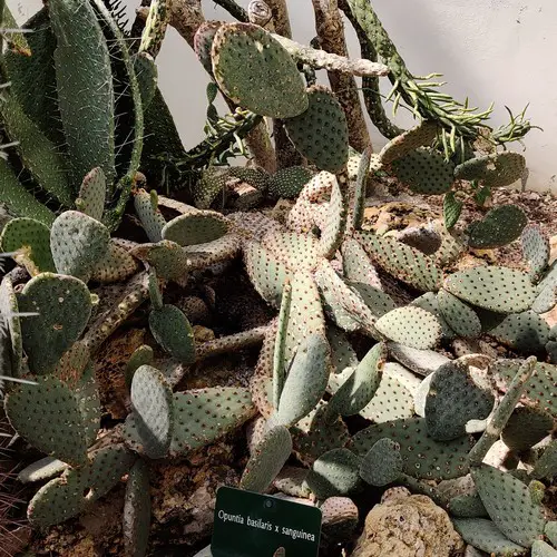 Opuntia basilaris x sanguinea