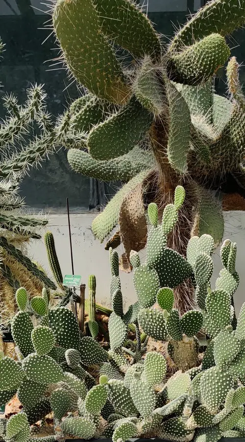 Opuntia