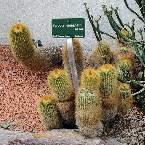 Parodia leninghausii