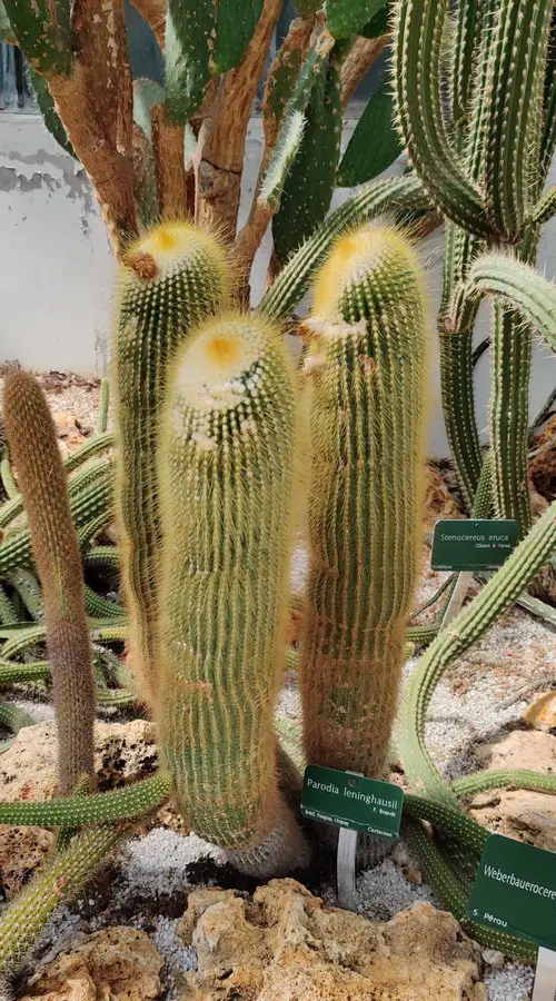 Parodia leninghausii