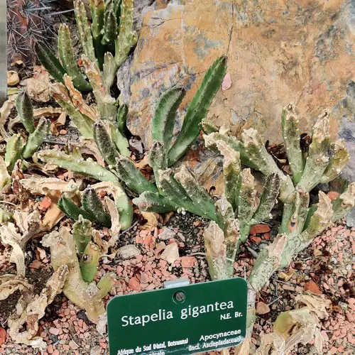 Stapelia gigantea