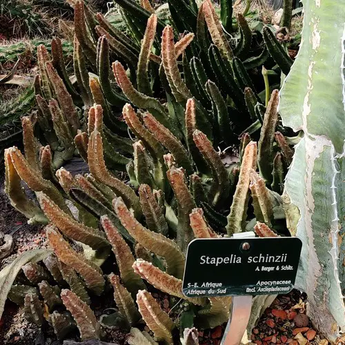 Stapelia schinzii