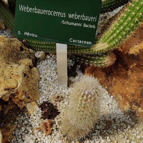 Weberbauerocereus weberbaueri