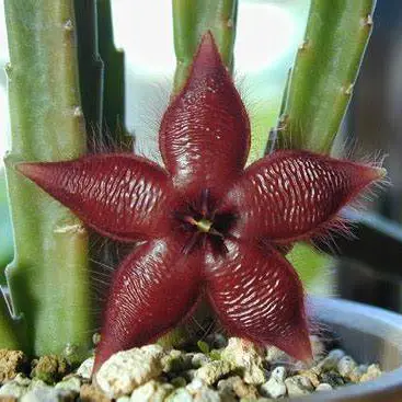 Stapelia asterias