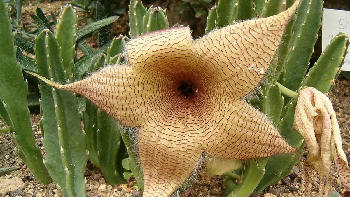 Stapelia