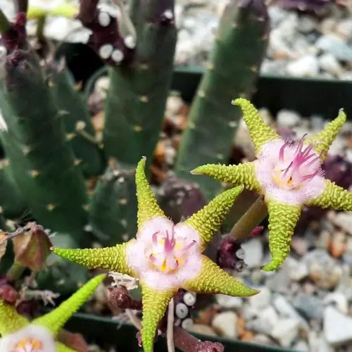 Stapelia flavopurpurea